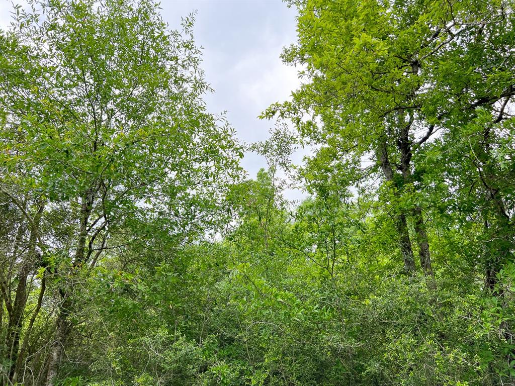 a view of a tree