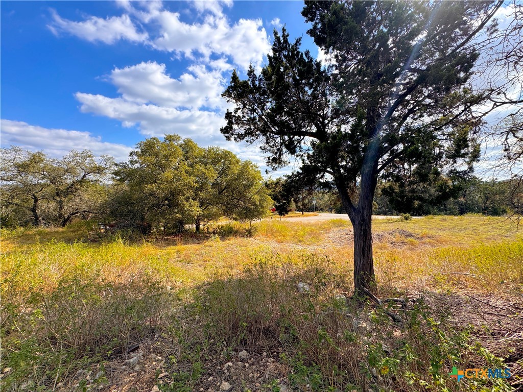 a view of a yard with a tree