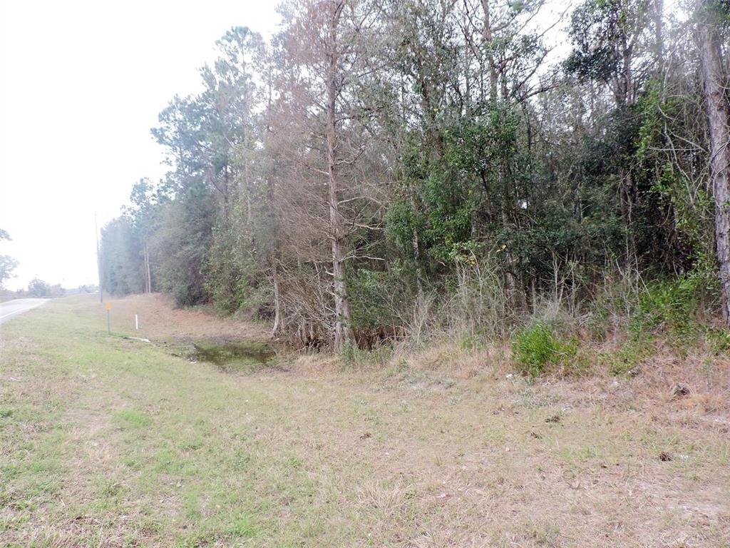 a view of a dry yard with trees