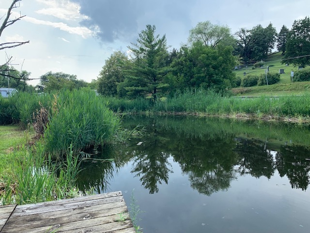 a view of a lake from a yard