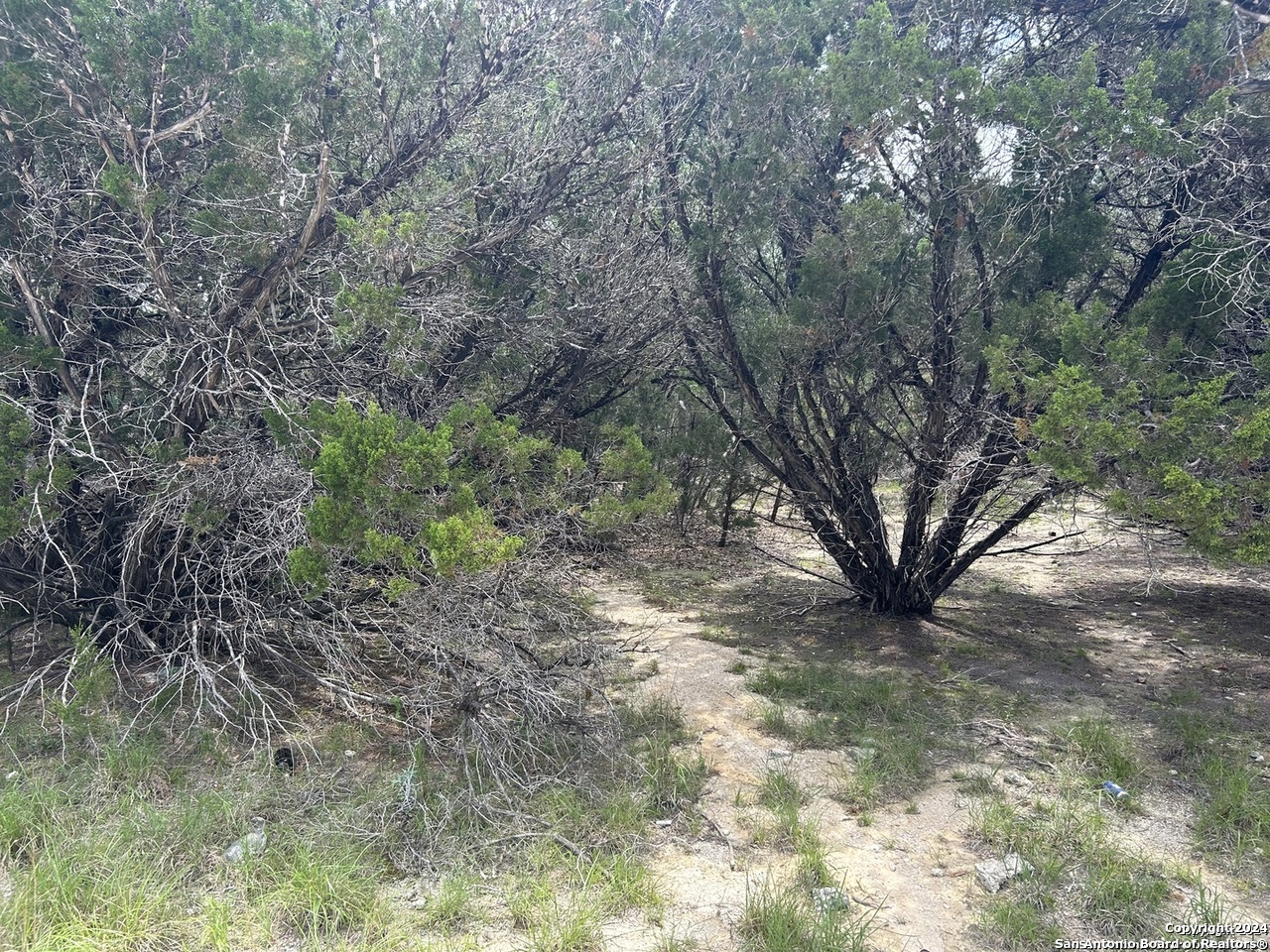 a view of a yard with plants and trees