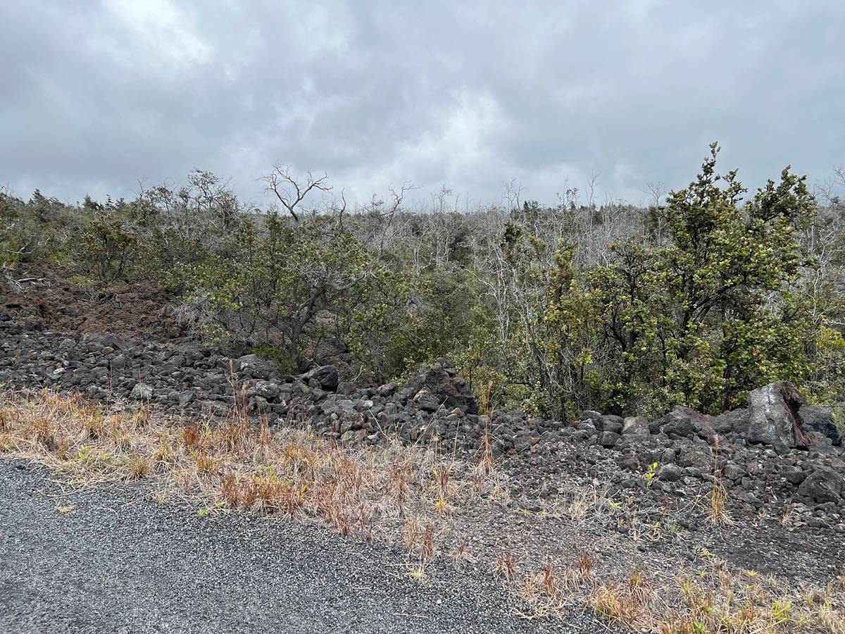 a view of a dry yard with trees in the background