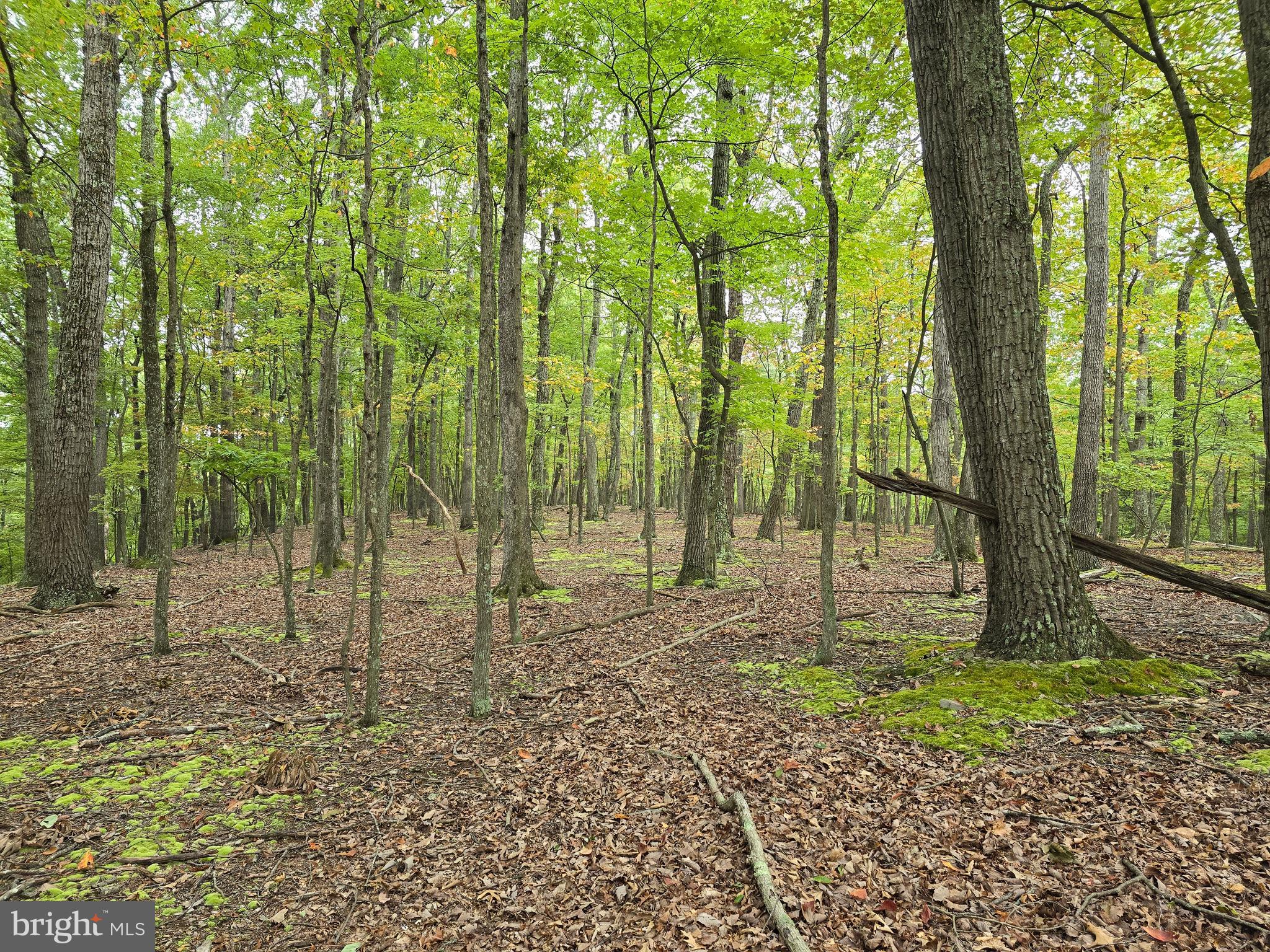 a view of outdoor space with trees