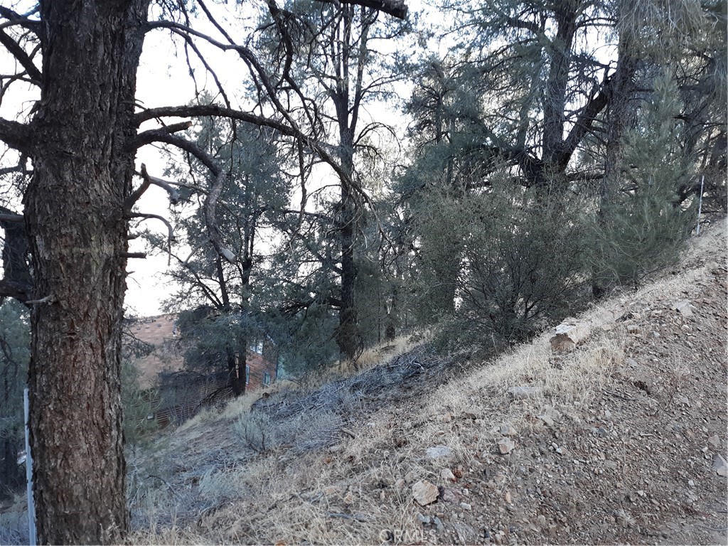 a view of a forest with trees