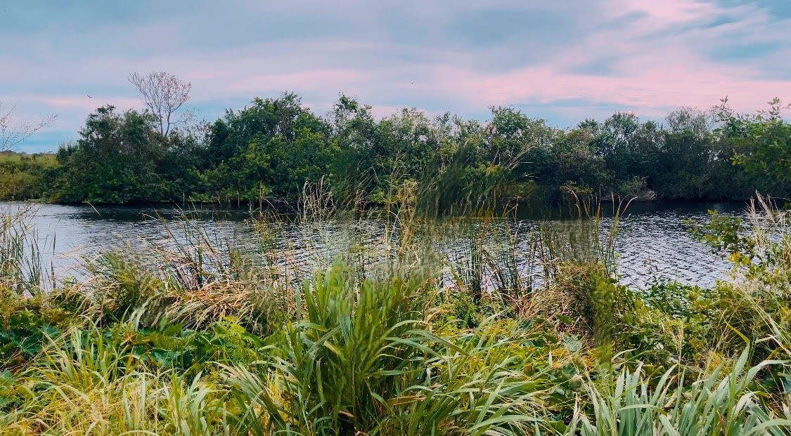 a view of a lake in a forest