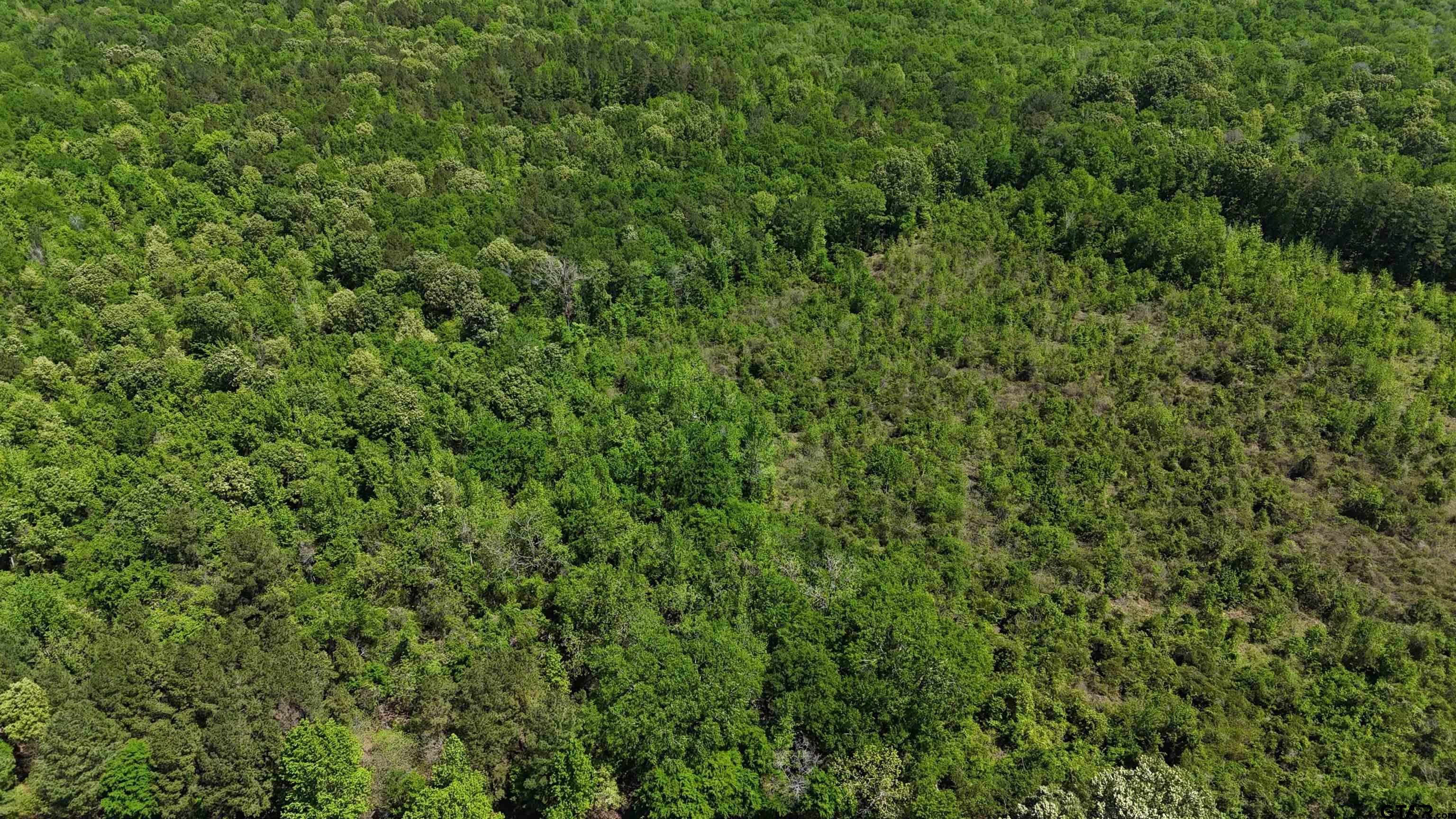 a view of a lush green forest