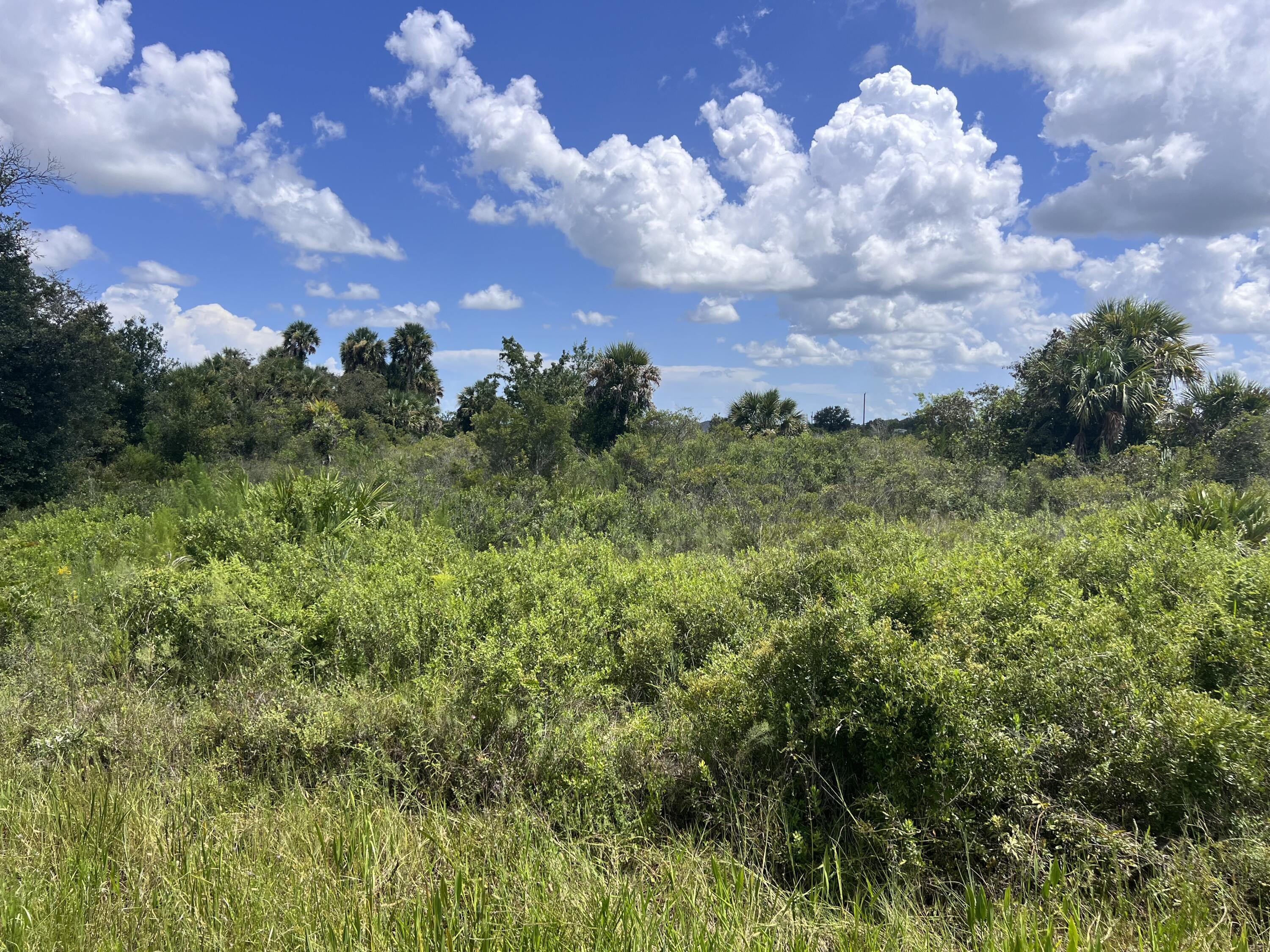 a view of a bunch of trees