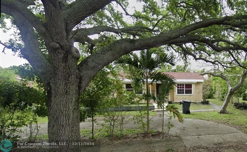 a view of a large yard with plants and large trees