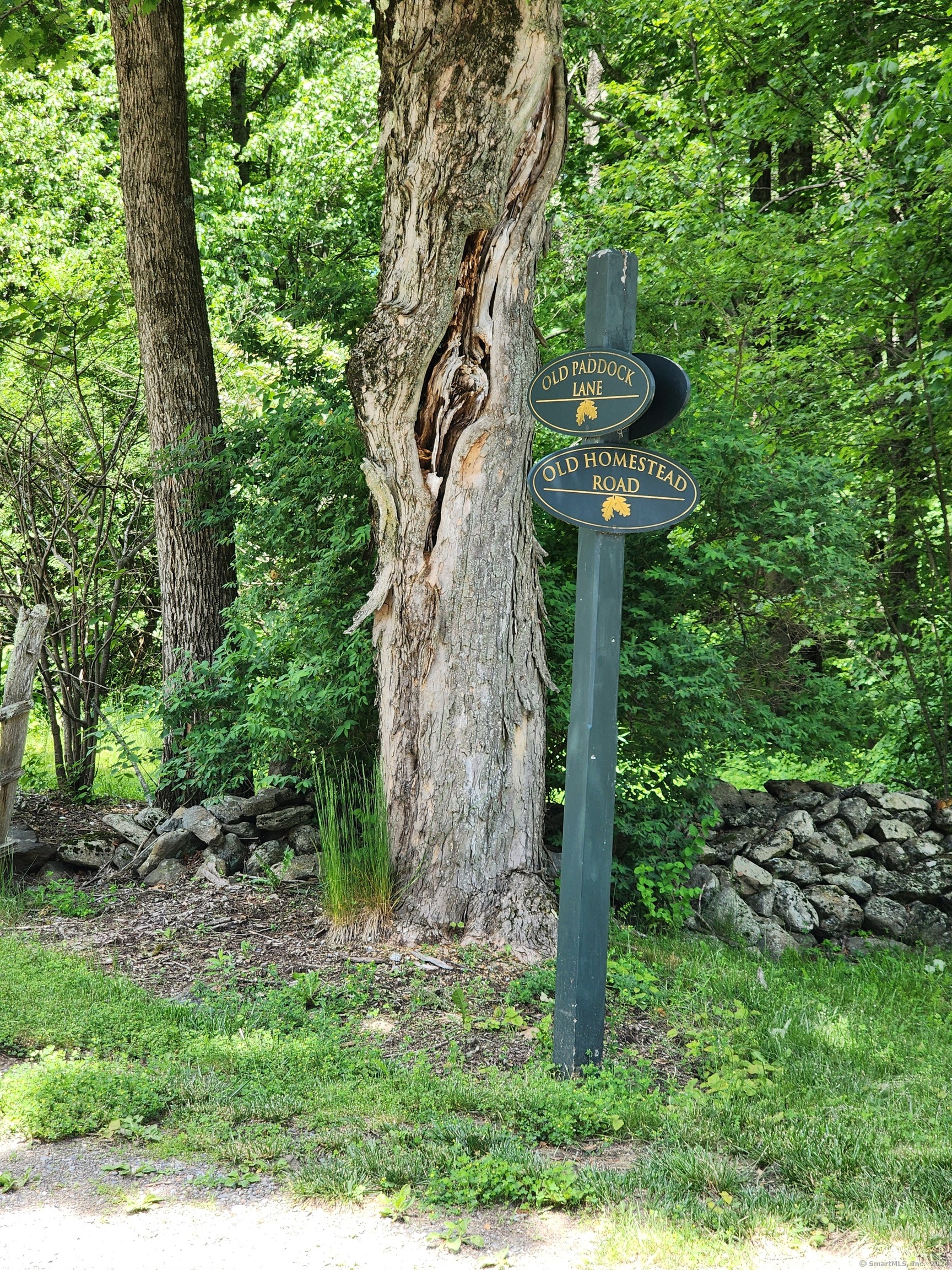 a view of a yard with large tree