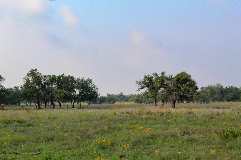 a view of a field of grass and trees