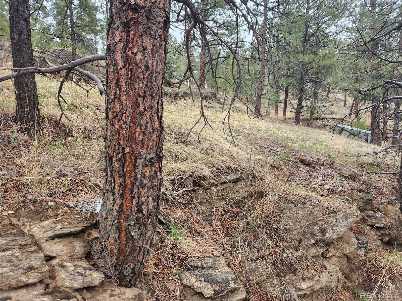 a view of covered with trees