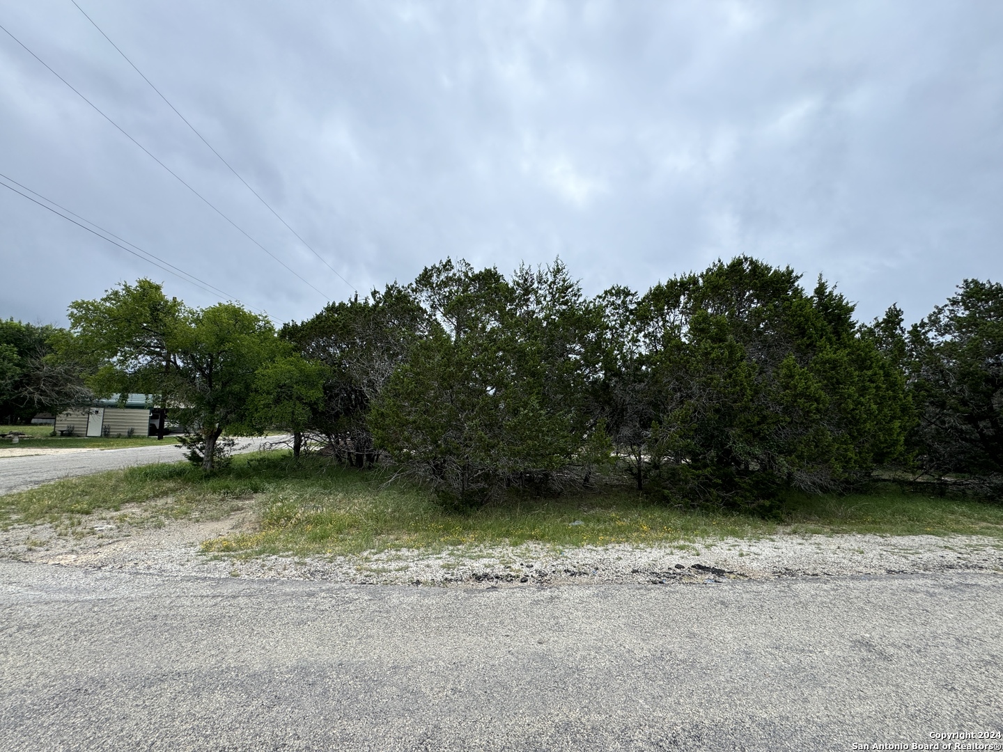 a view of a yard with plants and trees