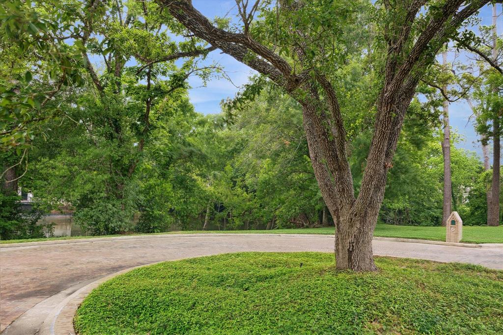 a view of a garden with a tree