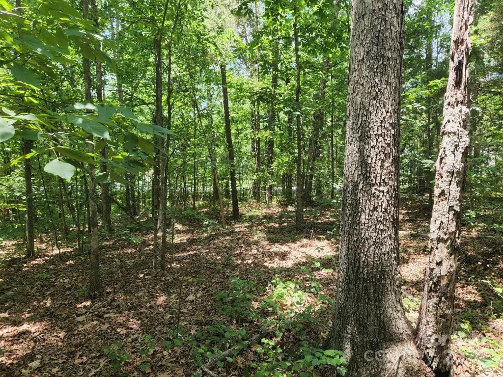 a view of a forest with trees in the background