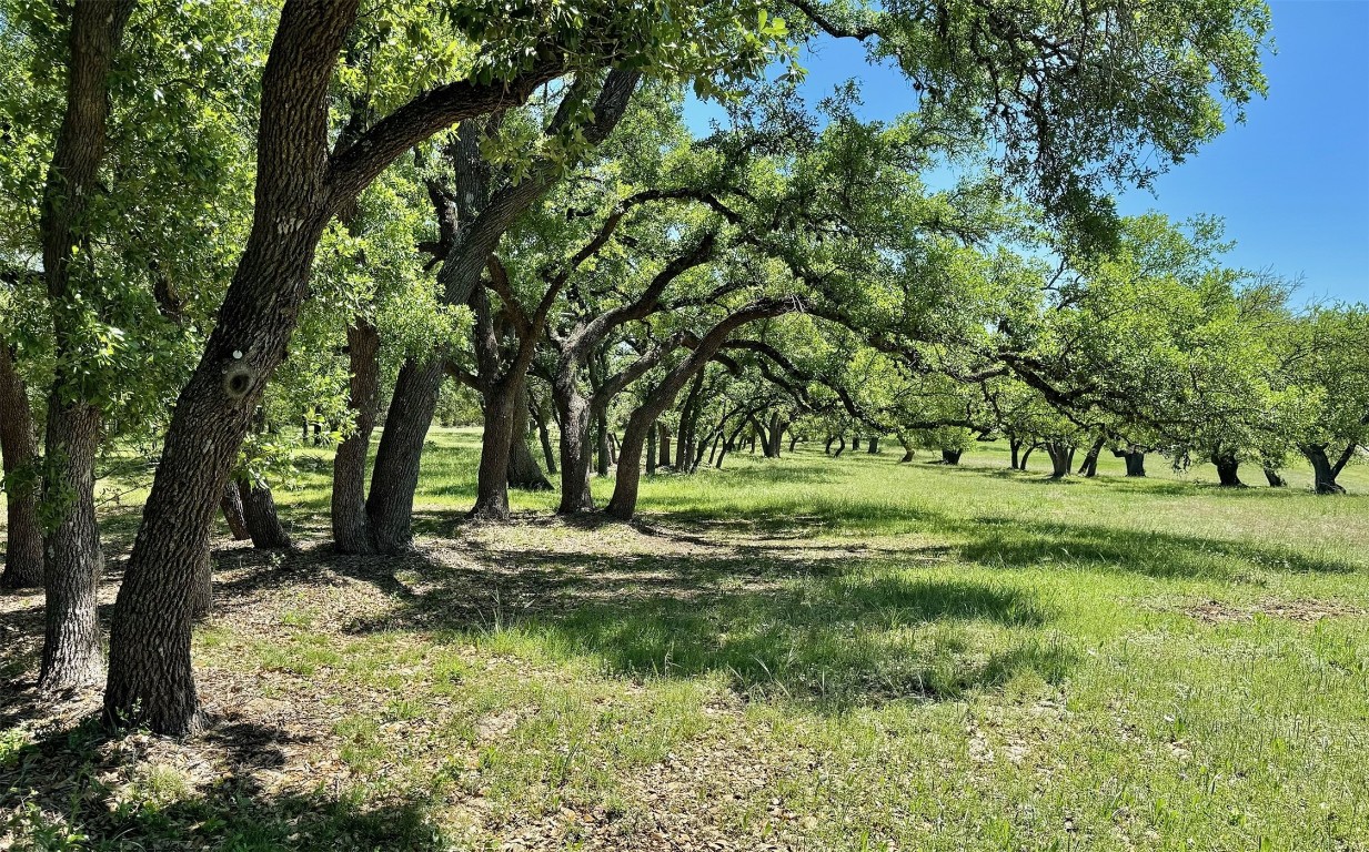 a view of a trees with a yard