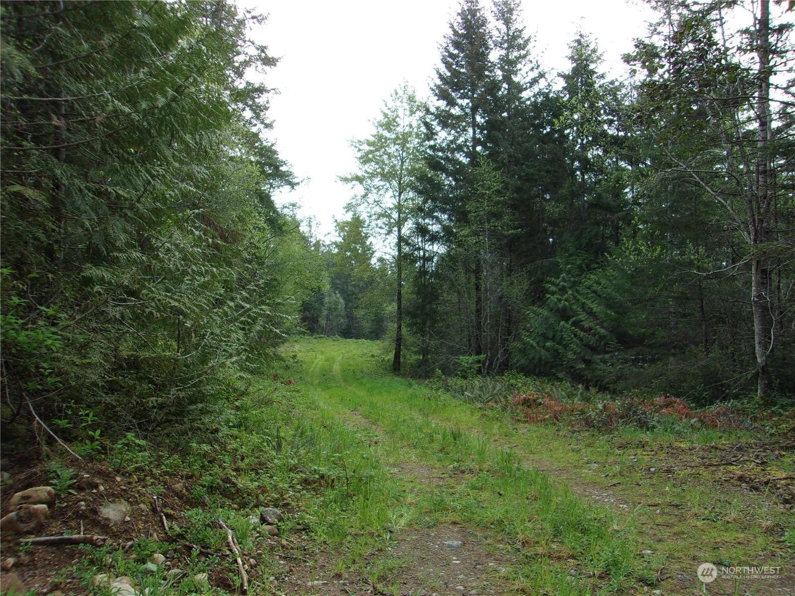 a view of a forest with trees in the background