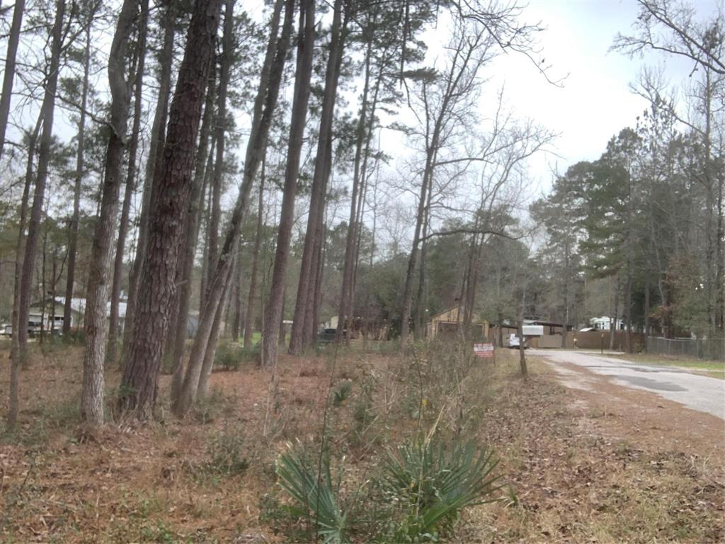 a view of a forest with trees covered with tall trees