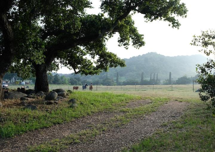 a view of a yard with a tree