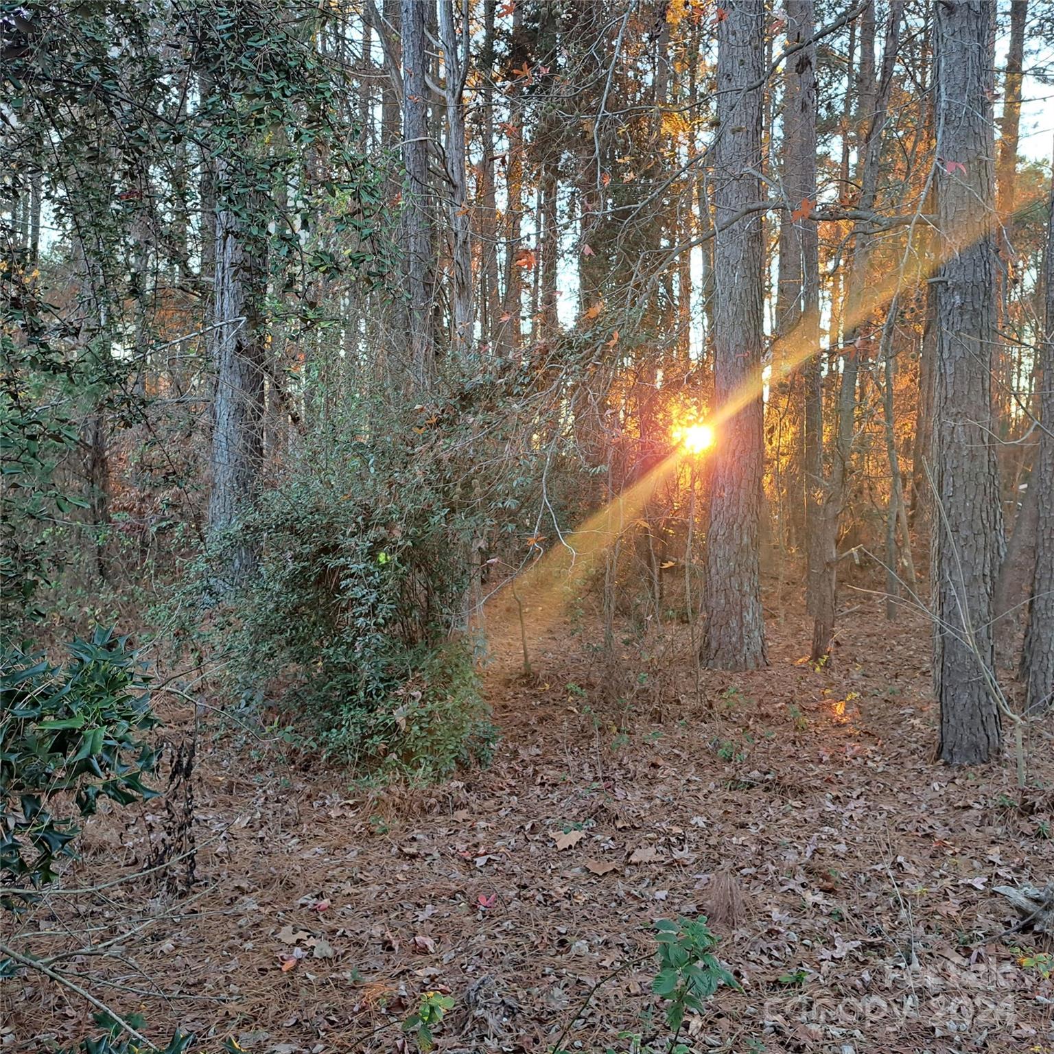 a view of a forest that has large trees