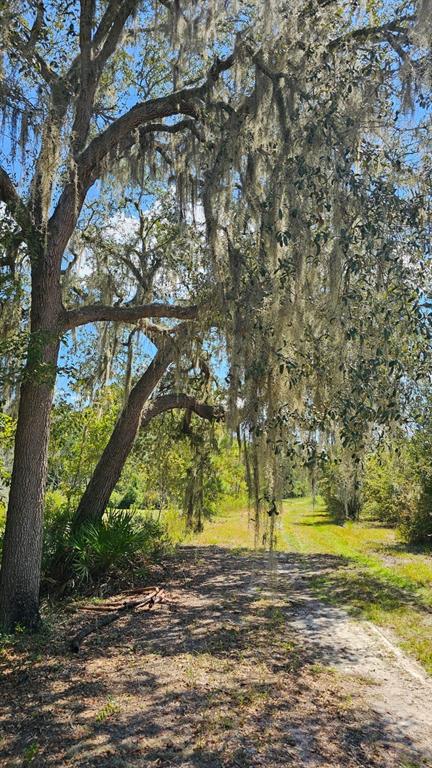 a view of a yard with a tree