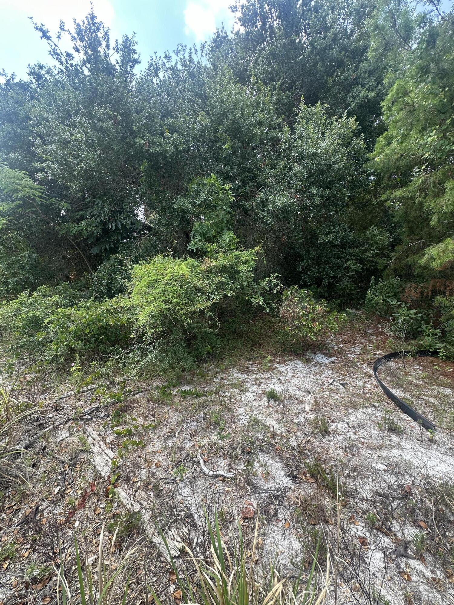 a view of a forest with trees in the background