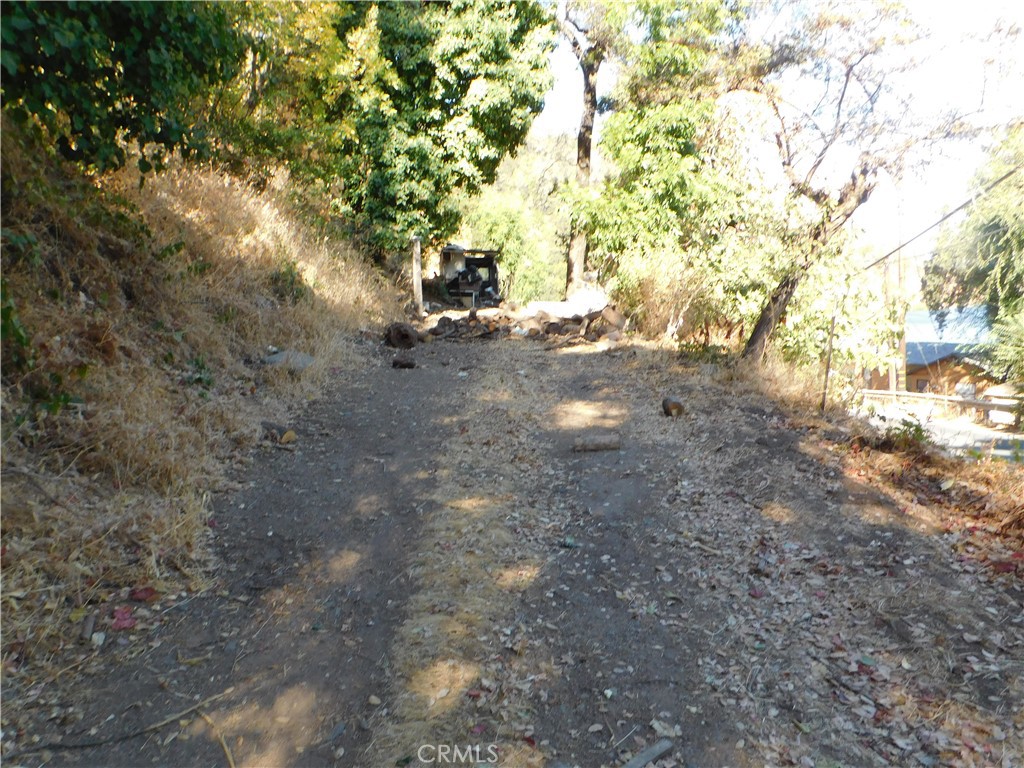 a view of a forest with trees