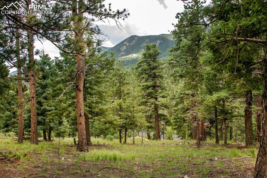 a view of a large trees