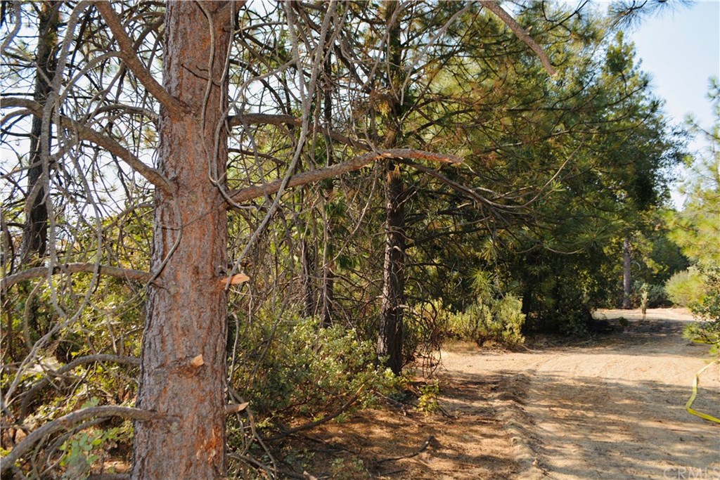 a view of a yard with plants and trees