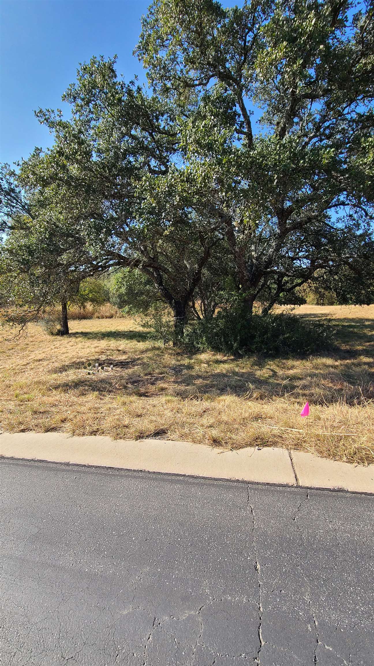 a view of a yard with a tree