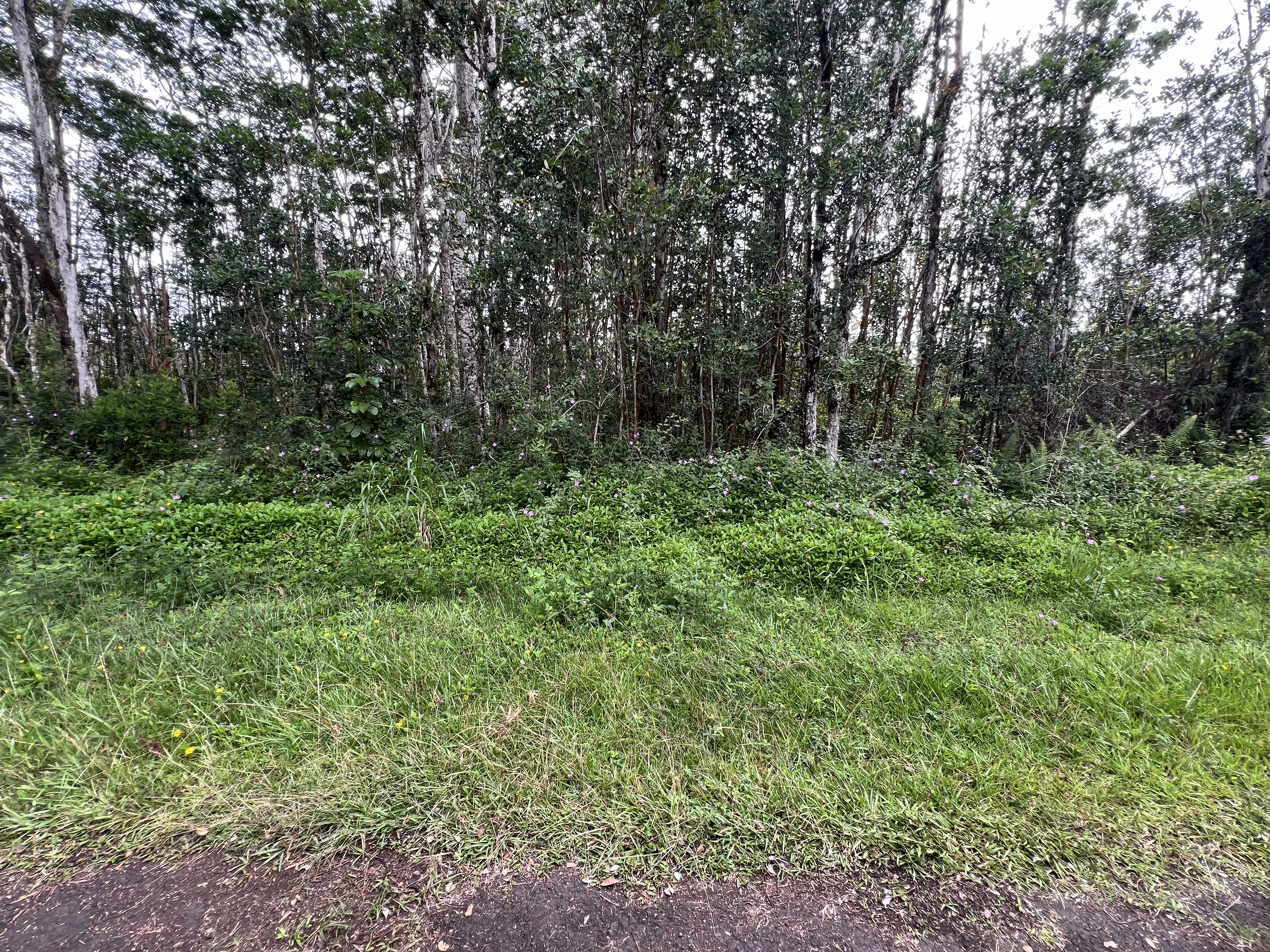 a view of a lush green forest