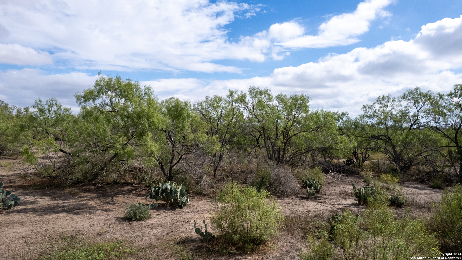 a view of a bunch of trees