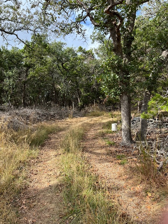 a view of a yard with a tree