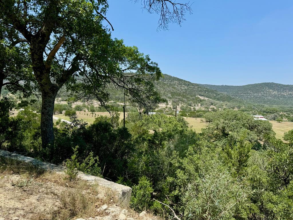 a view of a yard with a tree