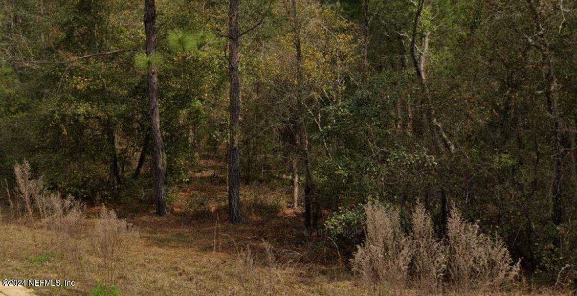 a view of a forest with trees in the background