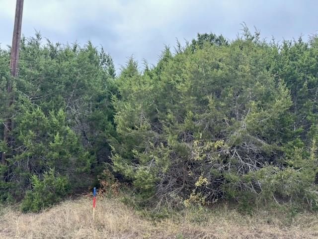 a view of a forest with a tree in the background