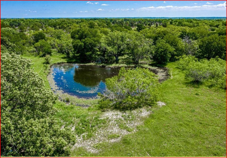 a view of a lush green forest