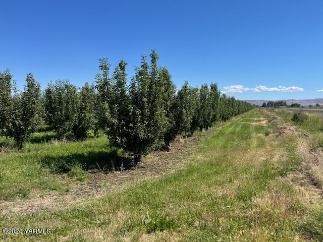 a view of a yard with a tree