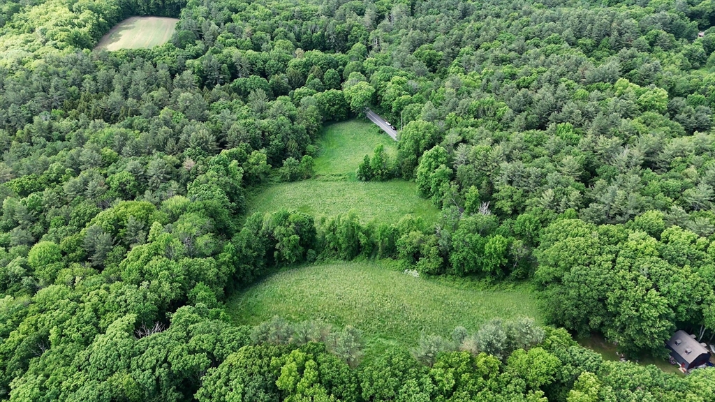 a view of a lush green forest