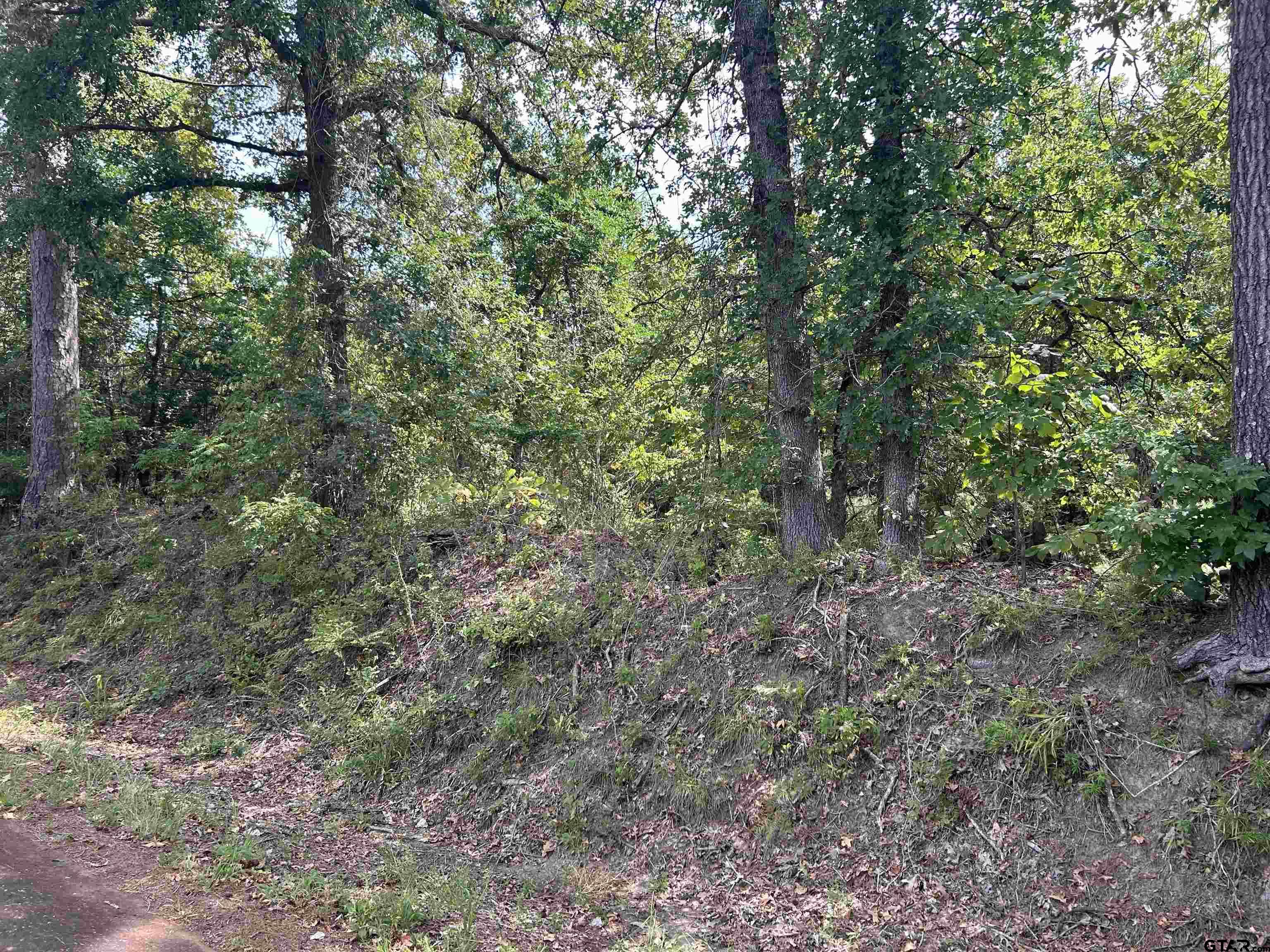 a view of a forest with a tree