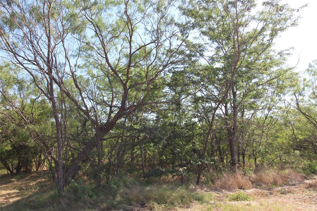 a view of a forest filled with trees