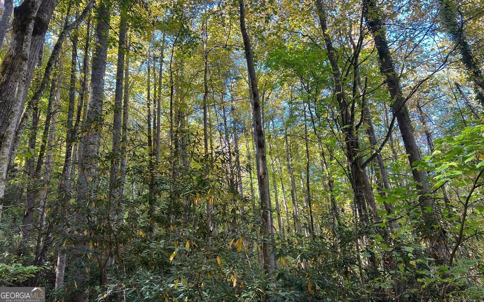 a view of forest