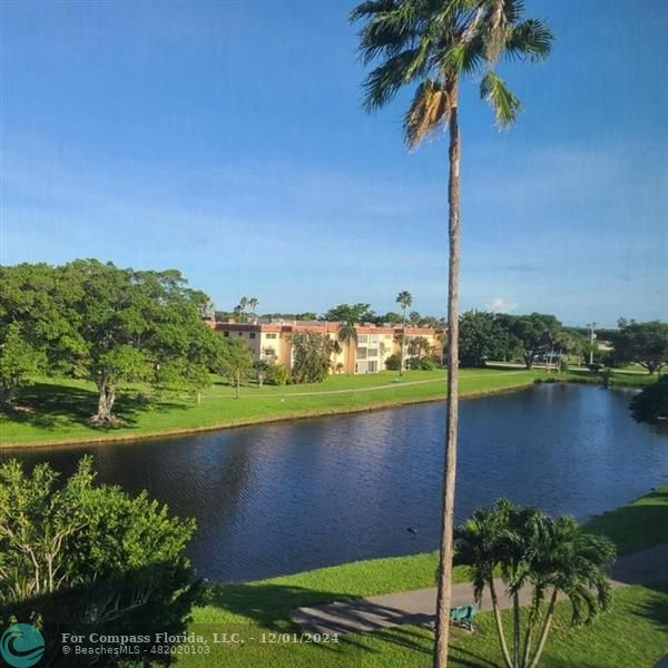 a view of a lake with a palm tree next to a lake