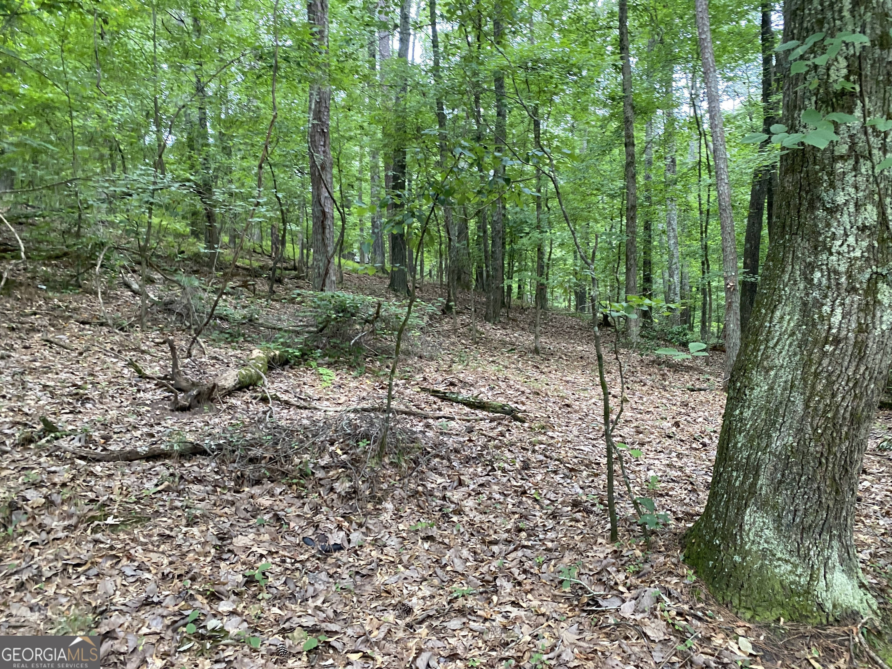 a view of a forest with trees