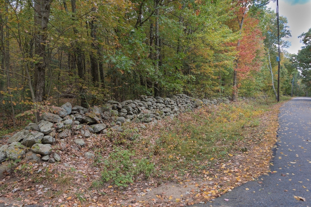 a view of a yard with trees