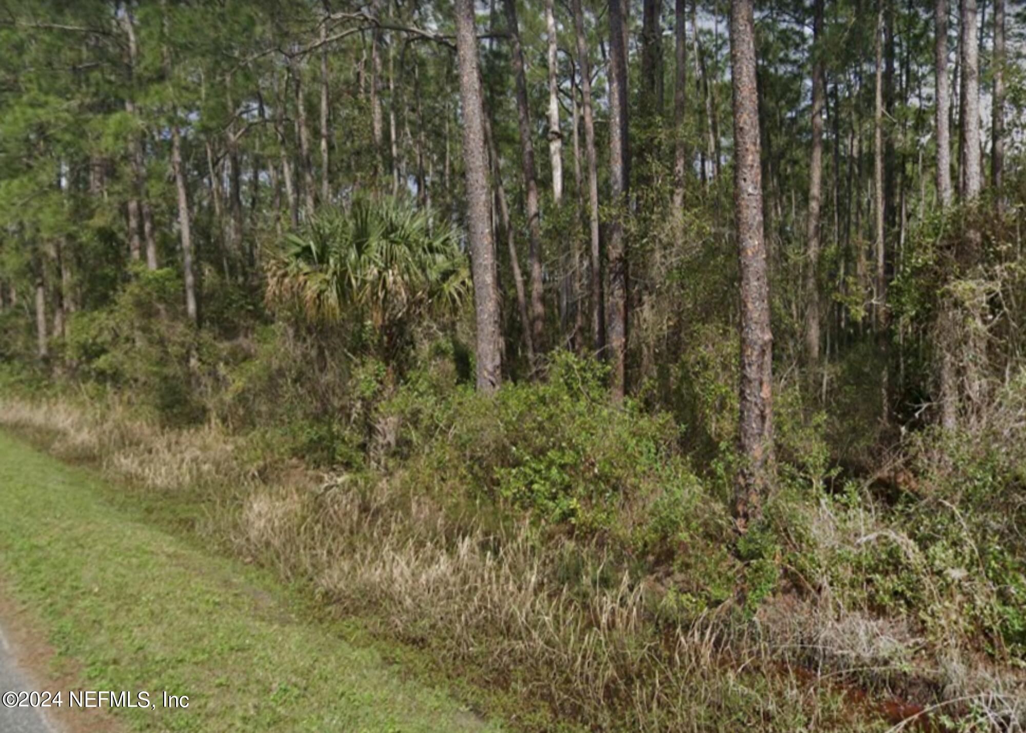 a view of a forest with a tree