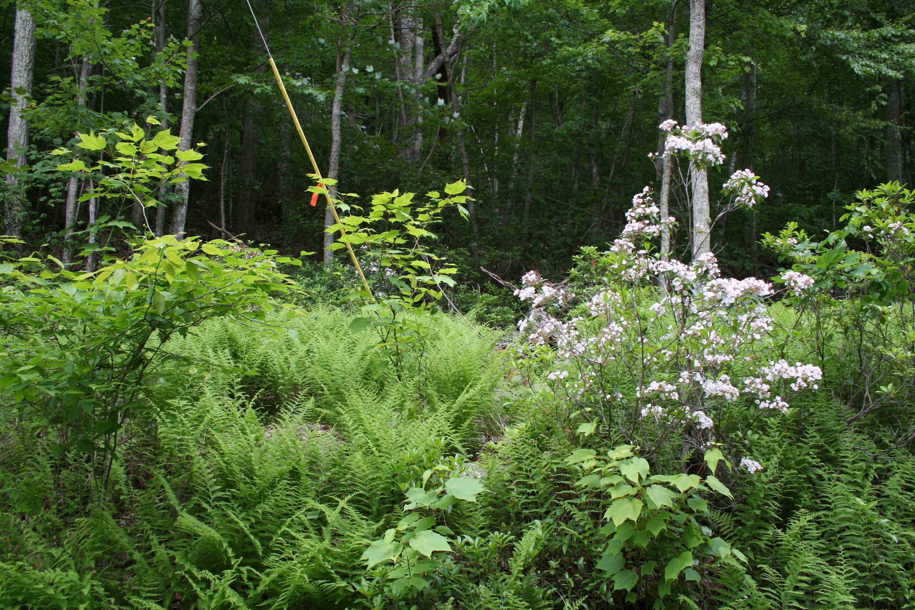 a view of a garden with plants