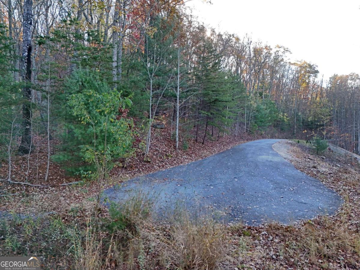 a view of a forest with trees in the background