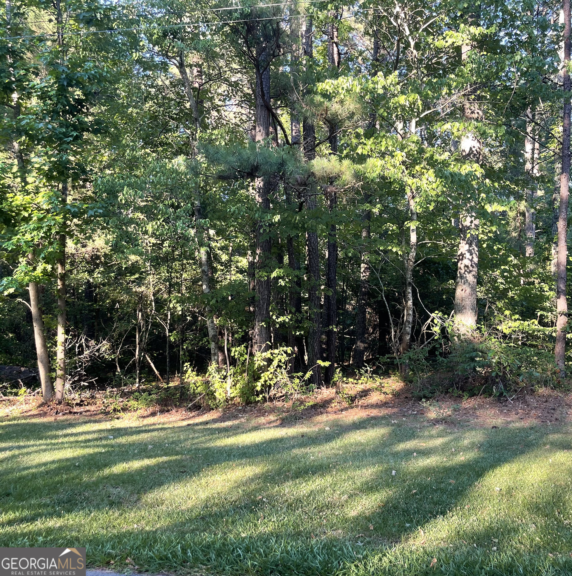 a view of a park with large trees