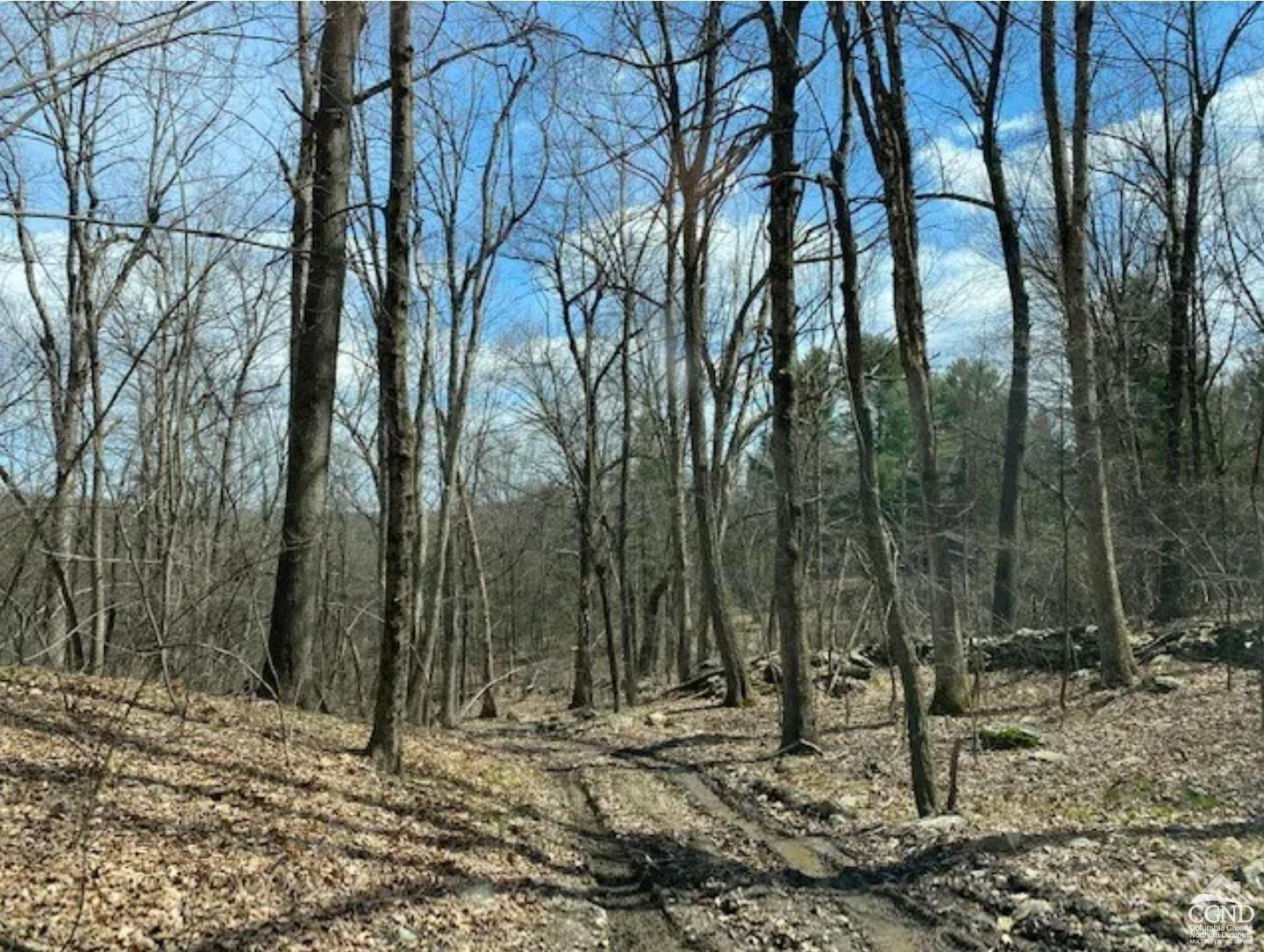 a view of a forest filled with trees