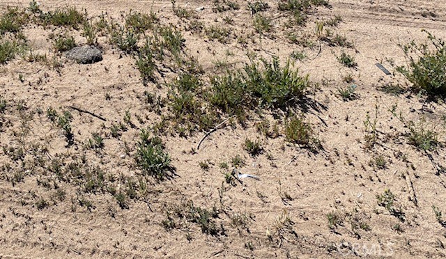 a view of a dry yard with trees